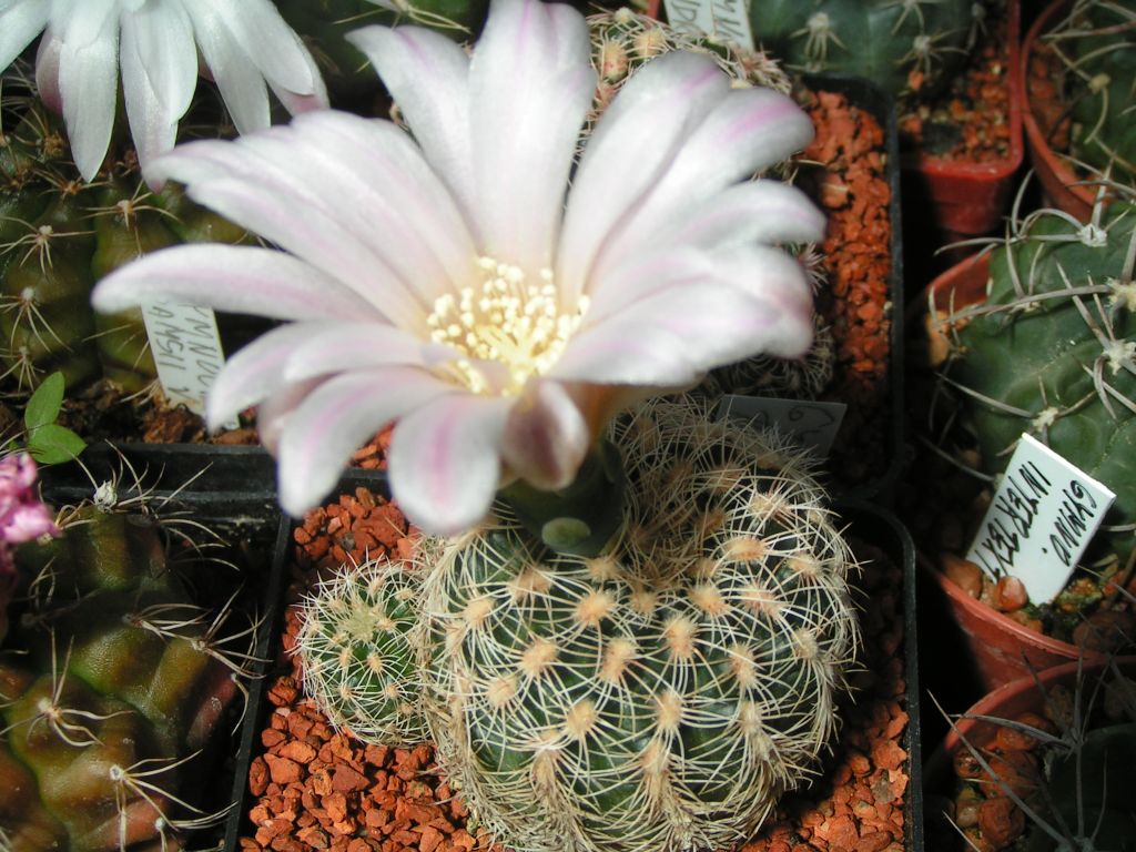 Gymnocalycium bruchii